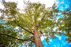 Best Hazardous Tree Removal  in Santa Moni, CA