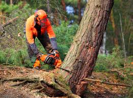 Santa Monica, CA Tree Care Company