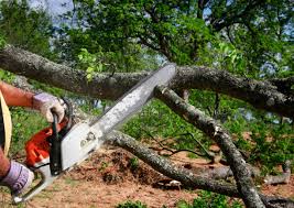 Best Root Management and Removal  in Santa Moni, CA