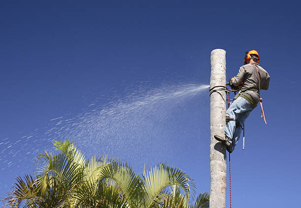 Best Leaf Removal  in Santa Moni, CA