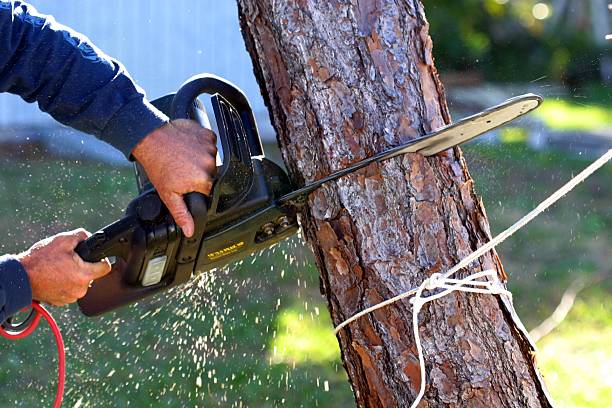 Best Commercial Tree Services  in Santa Moni, CA