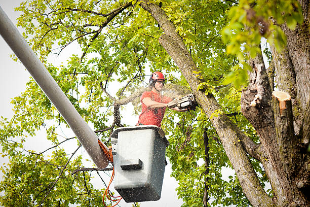 How Our Tree Care Process Works  in  Santa Monica, CA