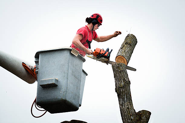 Best Tree Maintenance Programs  in Santa Moni, CA