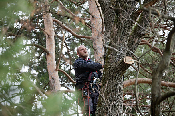 Best Tree Trimming and Pruning  in Santa Moni, CA