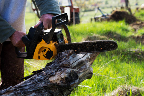 How Our Tree Care Process Works  in  Santa Monica, CA