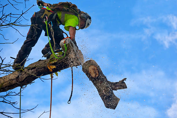 Best Stump Grinding and Removal  in Santa Moni, CA